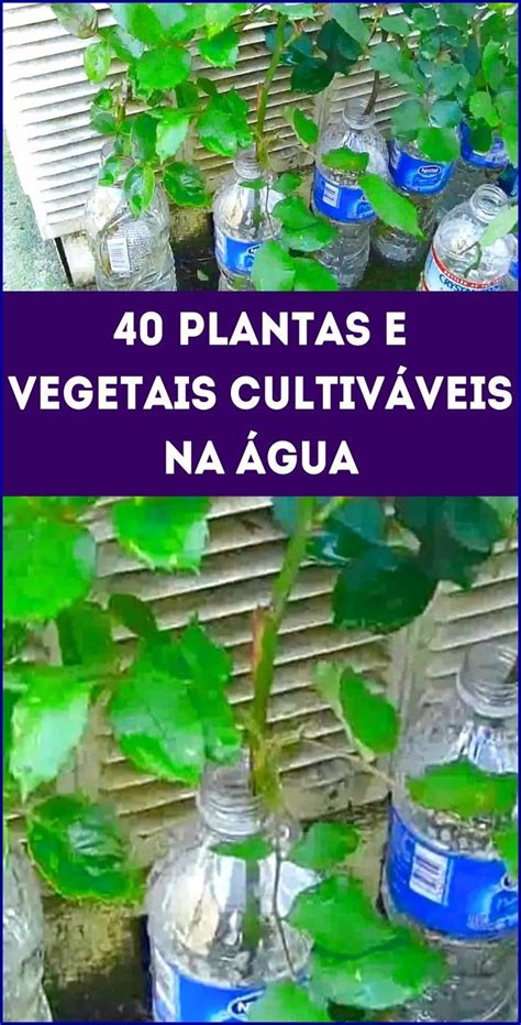 Não É Preciso Terra Para Plantar Descubra 40 Plantas Que Podem Ser