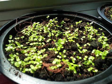 Plant Zone Ficus Benghalensis And Religiosa Seedling Update