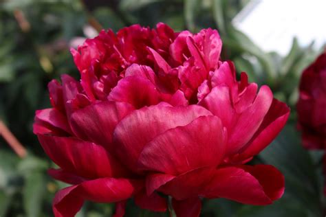 Пион Питер Бренд Фото – Telegraph