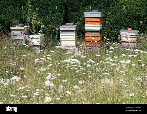 Modern Painted Wooden Beehives In A Wild Flower Meadow Area Honey Bees