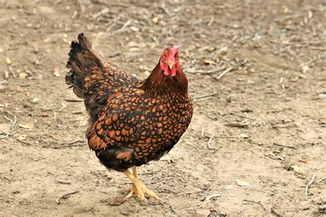 Golden Wyandotte Chicken Free Stock Photo - Public Domain Pictures