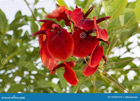 Red Erythrina Crista-galli Flower Cockspur Coral Tree. National Flower ...