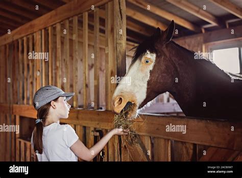 Girl Feeding Horse In The Stable Stock Photo Alamy