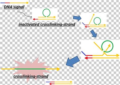 Crosslinking Of DNA Cross-link Cisplatin DNA-binding Protein PNG ...
