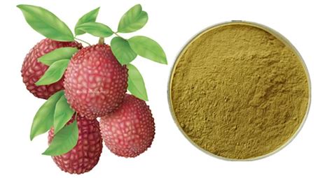 Food Grade Lychee Seed Extract 40% 50% 70% Polyphenol - Buy Lychee Seed Extract 40% 50% 70% ...