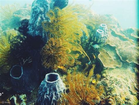 Explore The Best Snorkeling Package In Kota Kinabalu With A Certified