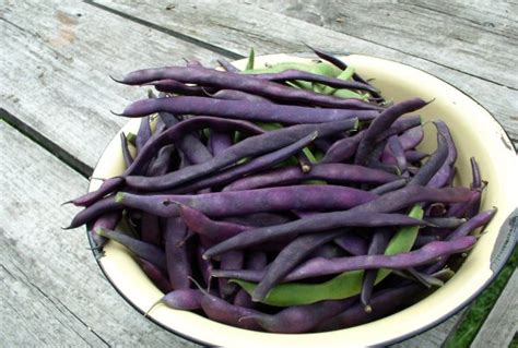 Стручкова квасоля: вирощування і догляд, як росте, фото