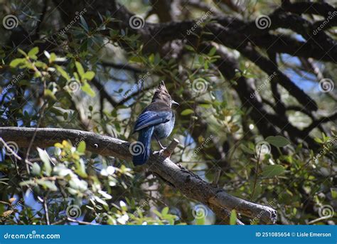 Blue Jay On Branch During The Day Stock Photo Image Of Sunny Woods