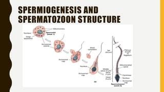 3 Human Reproduction Gametogenesis And Menstrual Cycle PPT