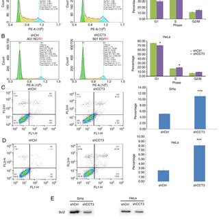 CCT3 Knockdown Inhibits CESC Cell Proliferation Invasiveness And