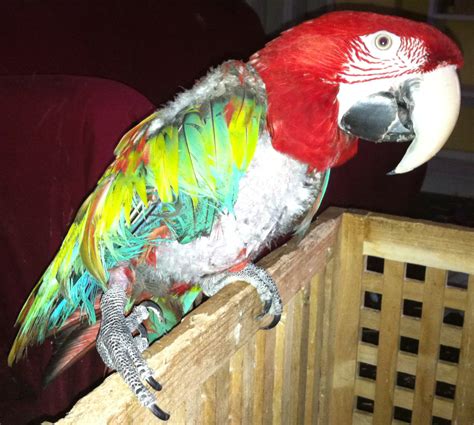 Lilah Love - Greenwing Macaw Hen Succumbs to my Avances | Glorious