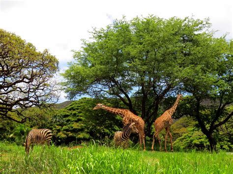 Honolulu Zoo - Aloha Secrets