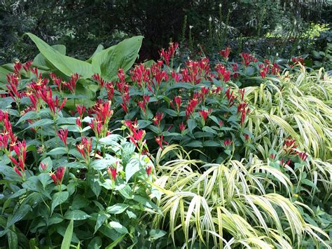 Spigelia Marilandica Putnam Hill Nursery