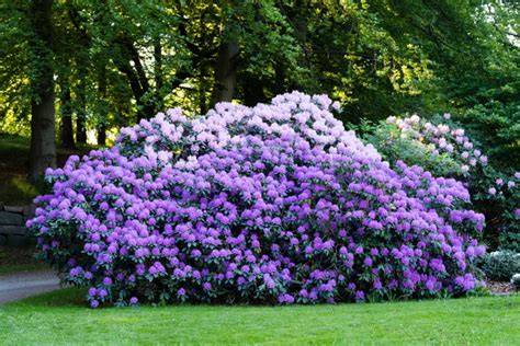 Poisonous Plants You Can Find In Your Own Backyard History Collection