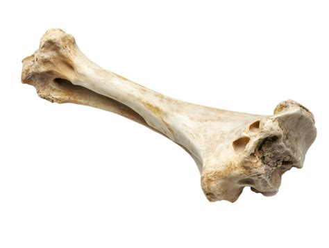 Bone Clip Art Pngs For Free Download