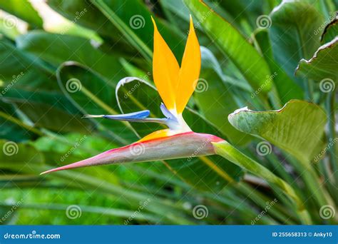 Strelitzia Also Known As Bird Of Paradise Flower Stock Image Image Of Jungle Organic 255658313