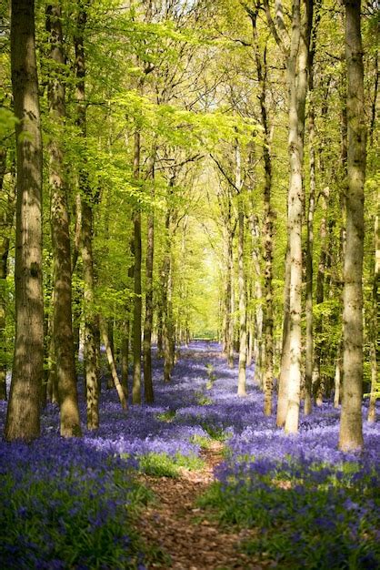 Premium Photo View Of Purple Flowers In Forest