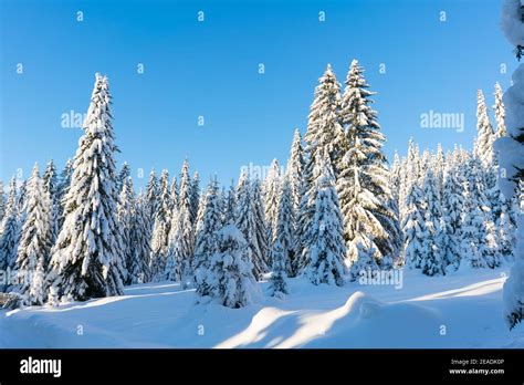 Spruce Coniferous Forest Covered With Snow In Winter Stock Photo Alamy