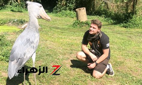 معجزة ربانية! .. اكتشاف أكبر طائر في العالم بحجم الإنسان يتغذى على