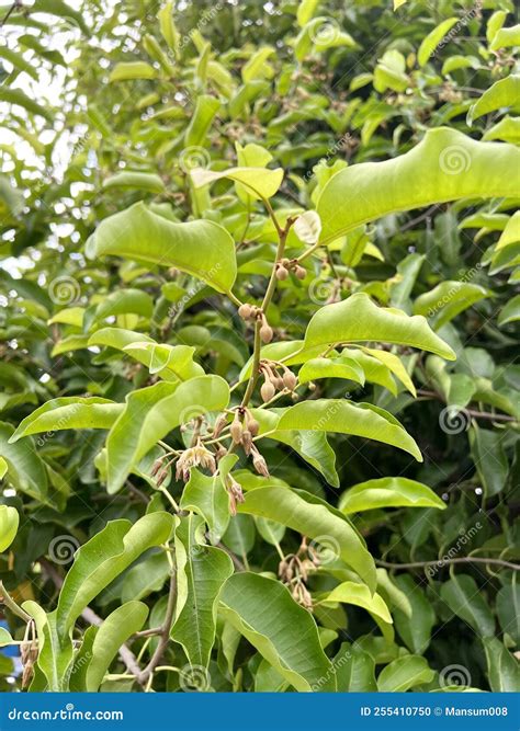 Mimusops Elengi Tree In Nature Garden Stock Photo Image Of Leaf