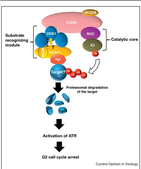 Figure From Lentivirus Vpr And Vpx Accessory Proteins Usurp The