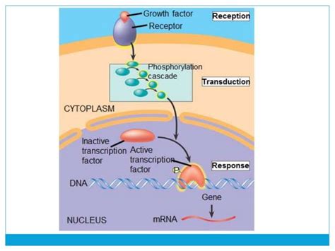 Cell communication