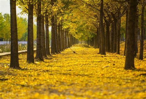 GreenDecor 7x5ft Autumn Park Scenery Photography Backgrounds Artistic ...