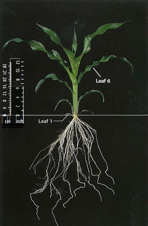 16+ Stages Of Corn Plant | ArfaanMahrianne