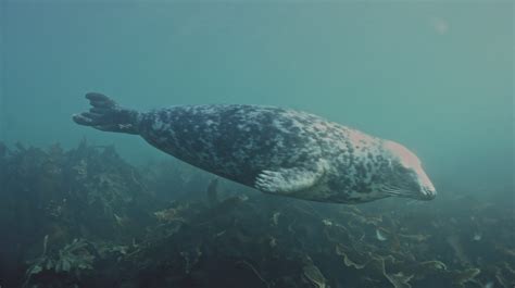 Above 18m Farnes Diving Gets Seal Of Approval