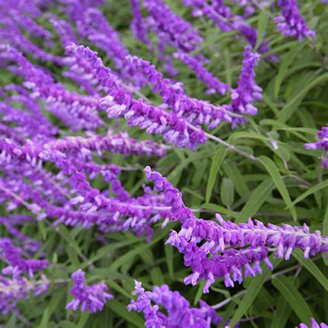 Verdeesvida Salvia Mexicana Salvia Amatista