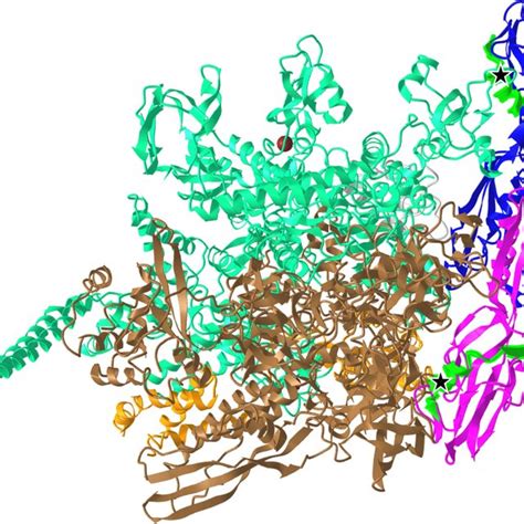 Rna Polymerase Complex 3d Structure Pdb 5zx3 Crystal Structure Download Scientific Diagram