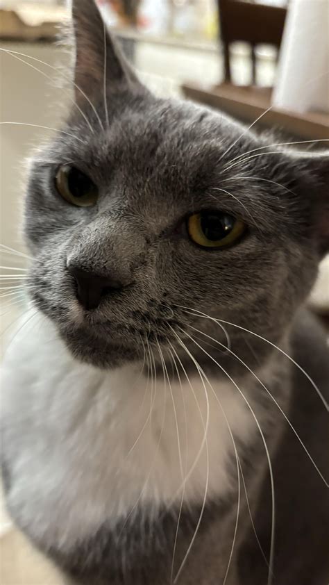 My Friends Cat Is Definitely Mewing Rmewing