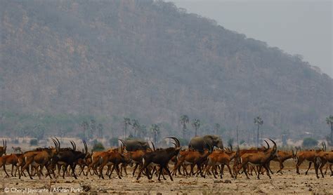 Liwonde National Park - Africa Geographic