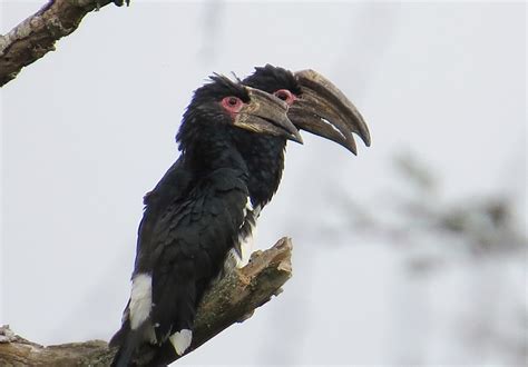 Trumpeter Hornbills Ndumo Birdlife Ethekwini Kzn