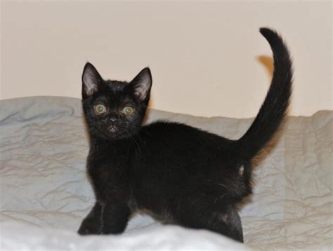 20 Fun Facts You Didn't Know About Bombay Cats