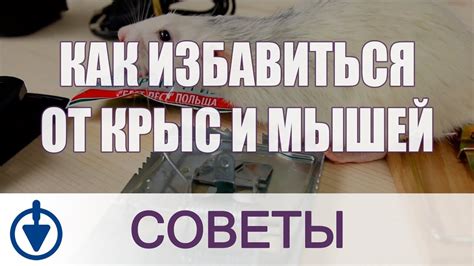 Как избавиться от крыс и мышей 🐭 - YouTube