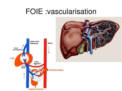 PPT - ANATOMIE - PHYSIOLOGIE DU TUBE DIGESTIF Dr V.Hyrailles-Blanc
