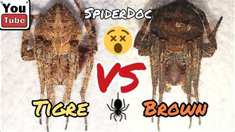 Gagambang CEBU Gaming Tigre Vs Brown Fast Fight Spider Fight YouTube