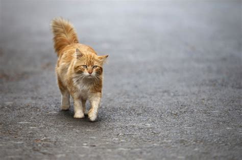 Street Cat Hub Inc