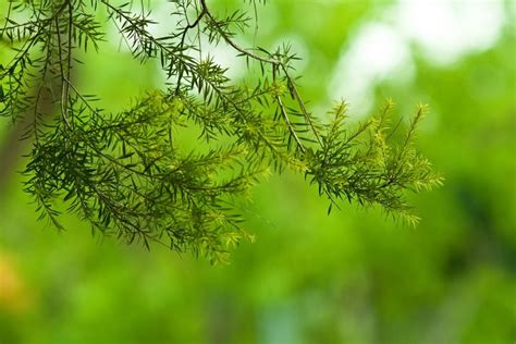 Herbes Que Vous Pouvez Cultiver Avec Juste De L Eau Toute L Ann E