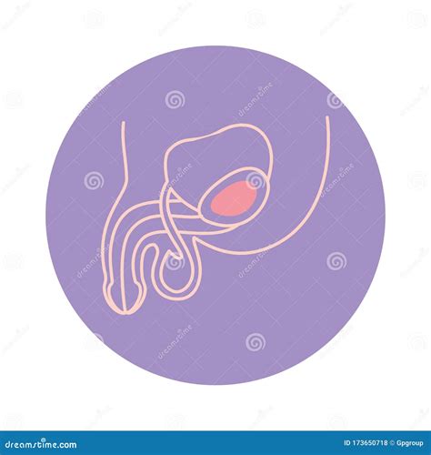 Schema Vettoriale Dellicona Del Sistema Riproduttivo Maschile Isolato