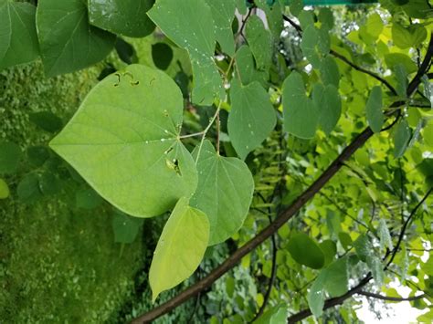 Cercis canadensis (American Judas Tree, American Redbud, Eastern Redbud, Redbud) | North ...