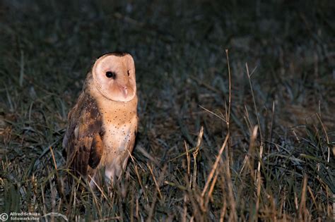 Eastern Grass Owl Tyto Longimembris Alfred Schulte