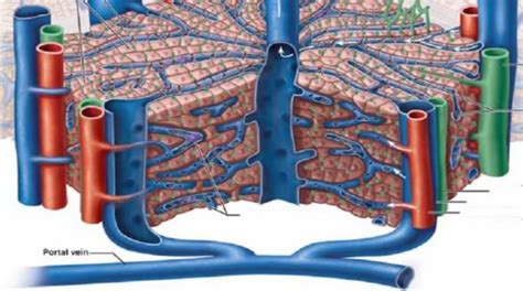 Liver Lobule Diagram Quizlet