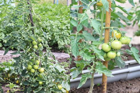 Tomaten Ausgeizen Ja Oder Nein Ab Wann Bebilderte Anleitung