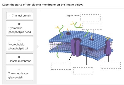 Solved Label The Parts Of The Plasma Membrane On The Image Chegg