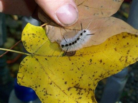 A Close Up Of A Person Holding A Leaf With A Caterpillar On It