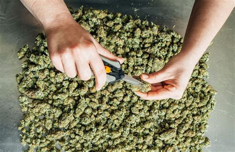 Weed Measurements — Things To Know About A Digital Weed Amounts Scale