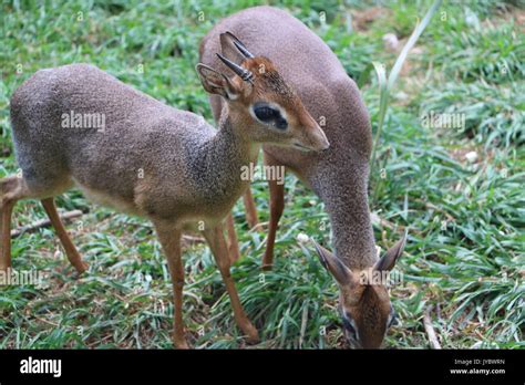 Dik dik baby hi-res stock photography and images - Alamy