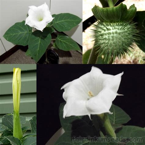 Datura Inoxia Devils Angels Trumpet Moon Flower Seeds | Fair Dinkum Seeds